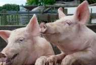 Svinja:, fotografija, opis, bolest